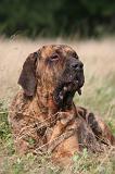 FILA BRASILEIRO 223